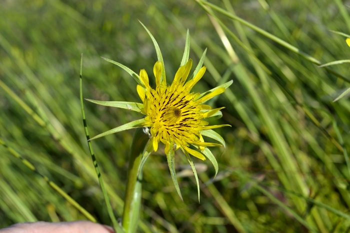 abitudini.... Tragopogon dubius